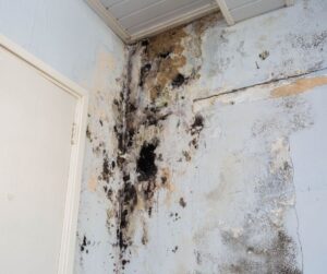 mold as a result of water damage