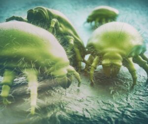 dust mites close up